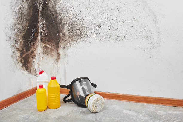 Best Bathroom Mold Remediation in Centuria, WI