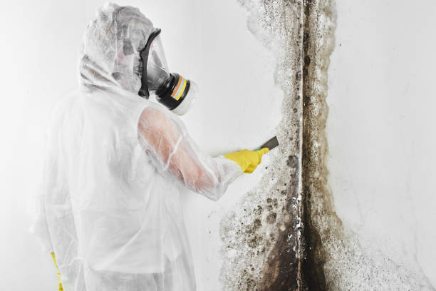 Best Post-Flood Mold Remediation in Centuria, WI