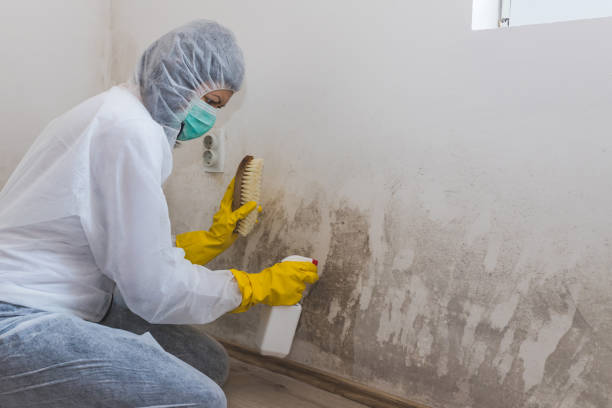 Best DIY Mold Remediation Support Services in Centuria, WI