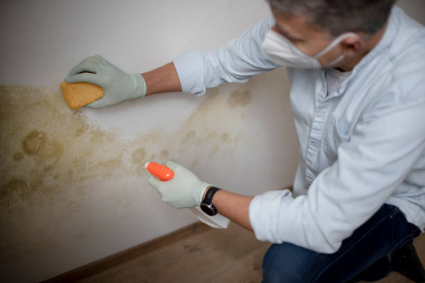 Best Attic Mold Remediation in Centuria, WI