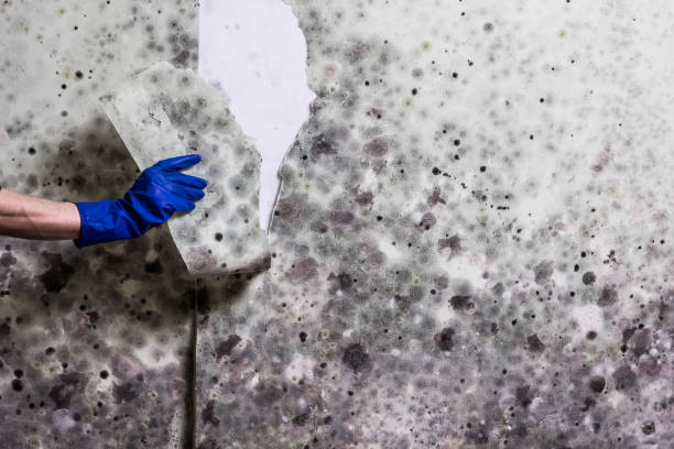 Best White Mold Remediation in Centuria, WI