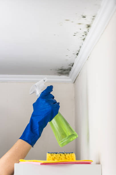 Best Kitchen Mold Remediation in Centuria, WI